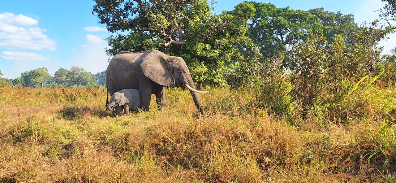 Safari living