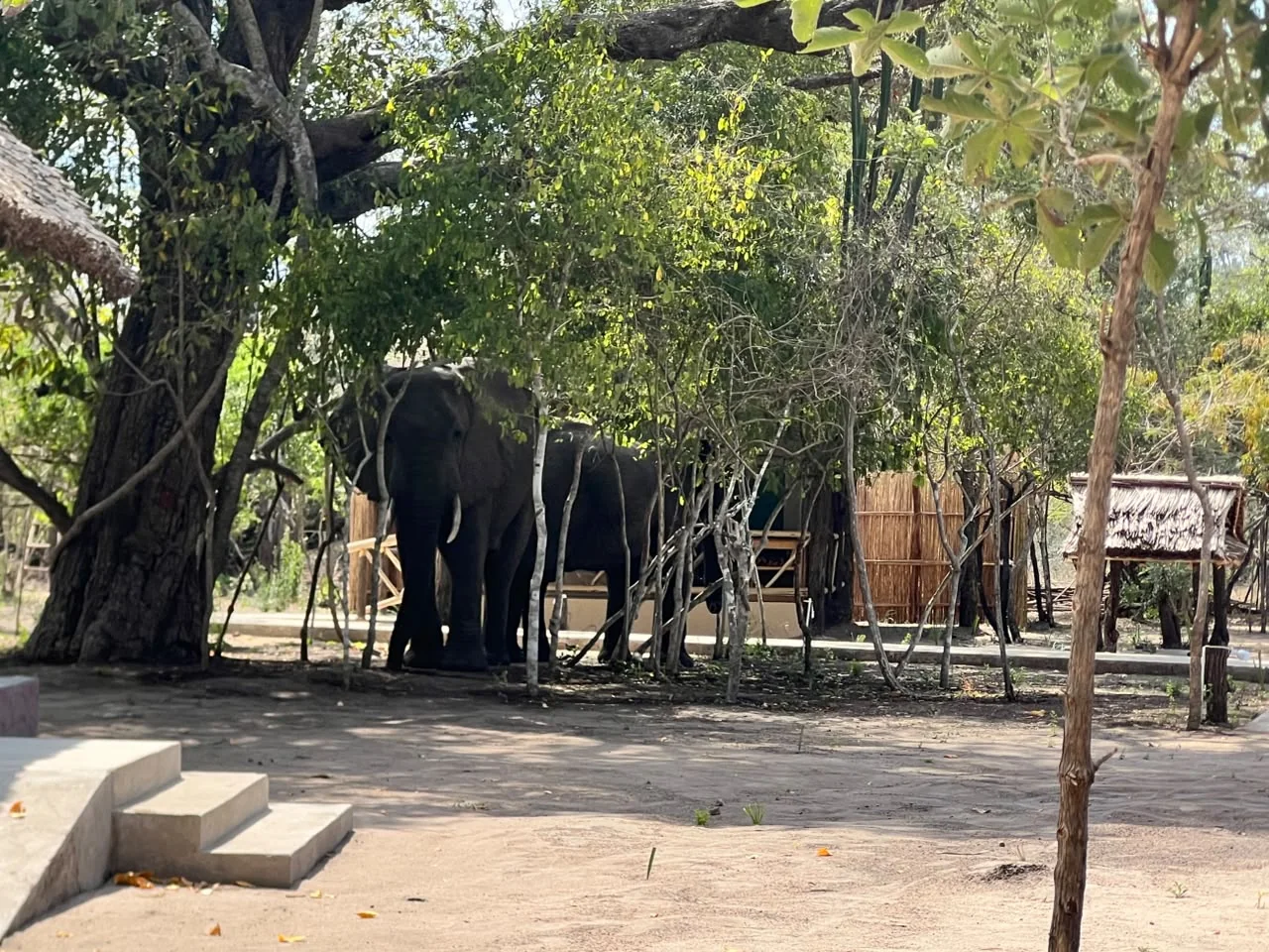 Elephant at Mtemere 04