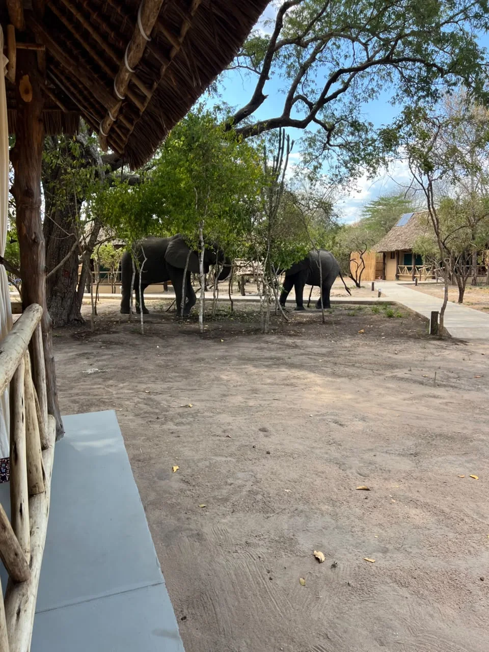 Elephant at Mtemere 11