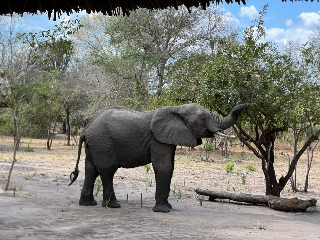 Elephant at Mtemere 06