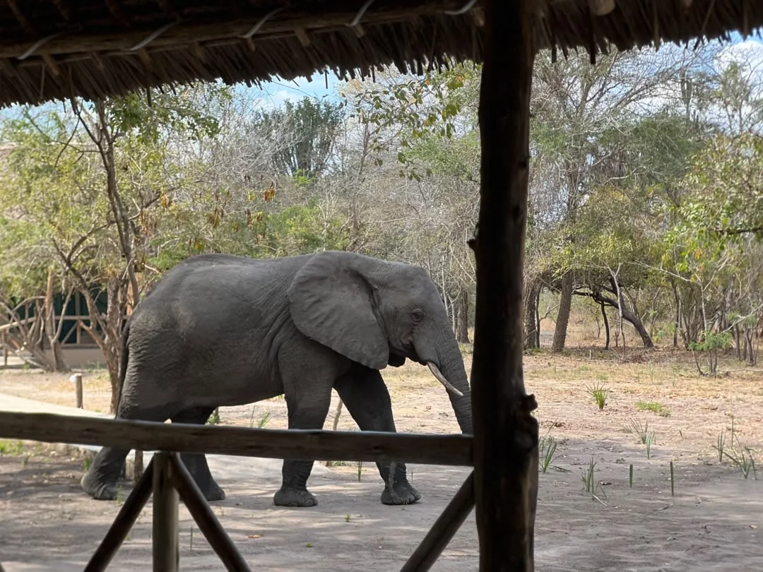 Elephant at Mtemere 15