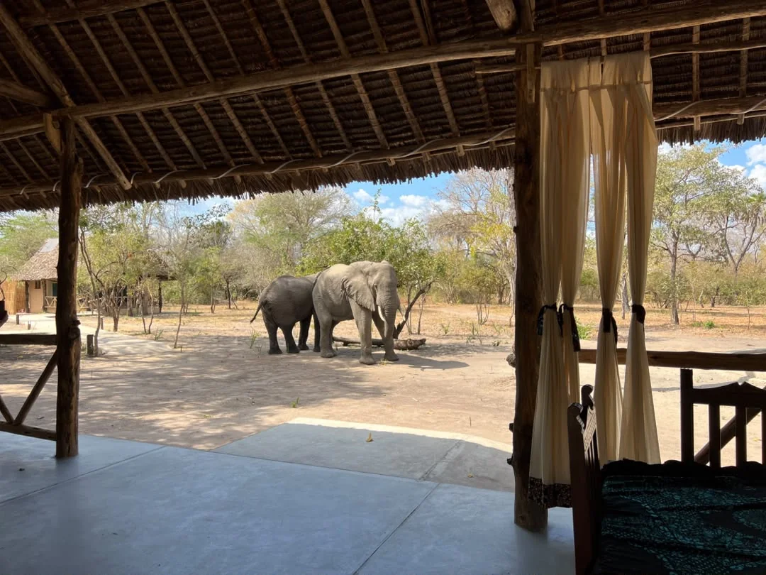 Elephant at Mtemere 08