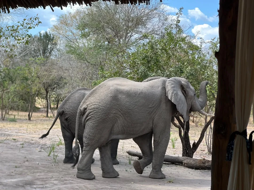 Elephant at Mtemere 17