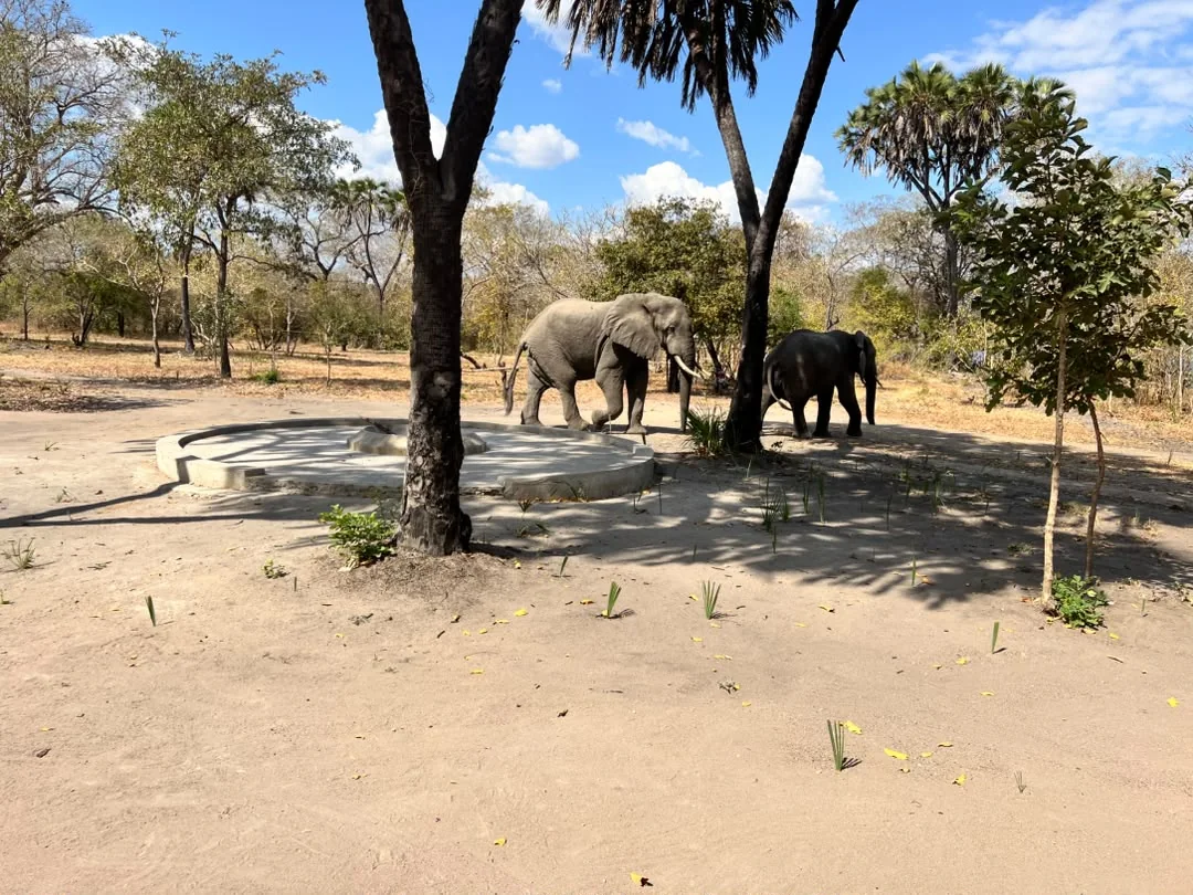 Elephant at Mtemere 18