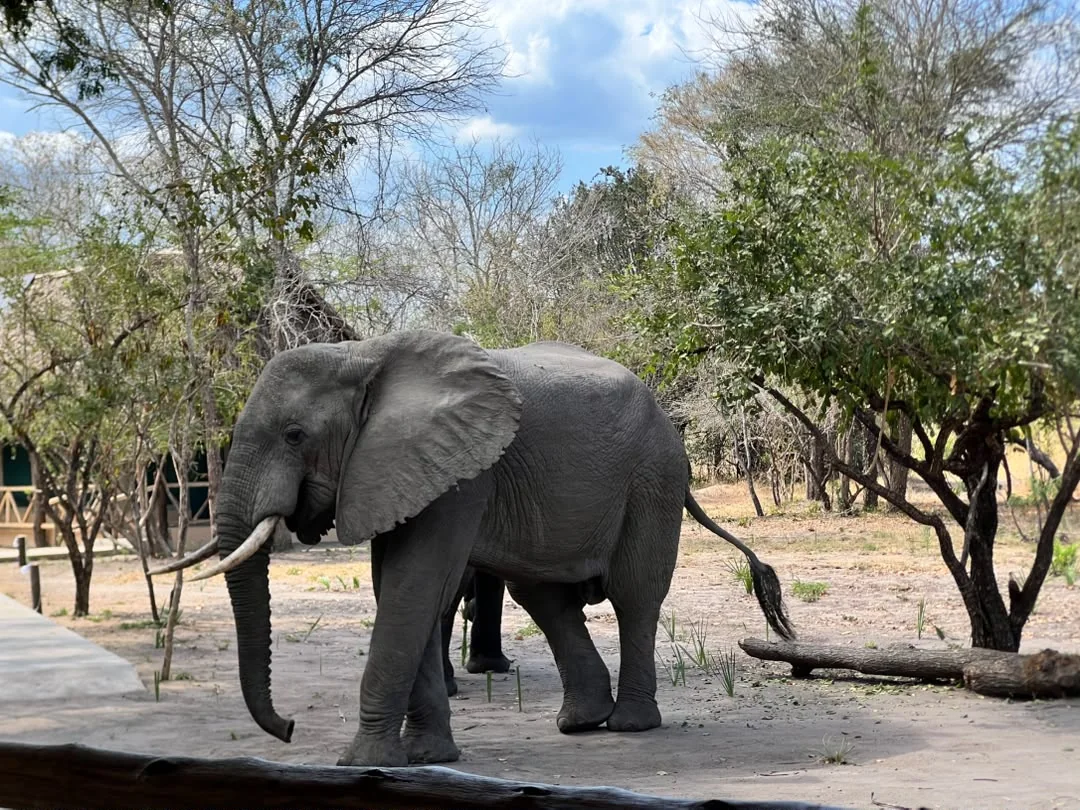 Elephant at Mtemere 12
