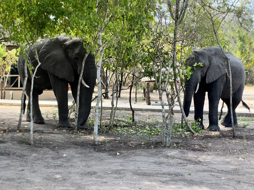 Elephant at Mtemere 23